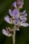 Sampson's snakeroot